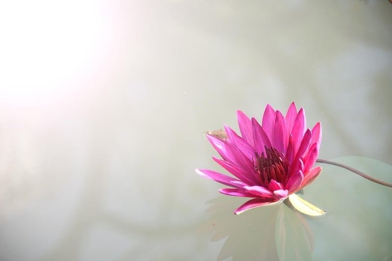 Lotus Pose for Relaxation